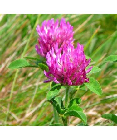 Menopause Herbal Tea - 42-Day Green Tea for Hot Flashes & Night Sweats Relief | Natural Black Cohosh & Red Clover Blend for Women - Buy Online on GoSupps.com