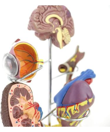 Model Model of Diabetes Complications Heart Pancreas Brain Neuron Model Foot Medical Communication Aids for The Diabetes Demonstration - Buy Online on GoSupps.com
