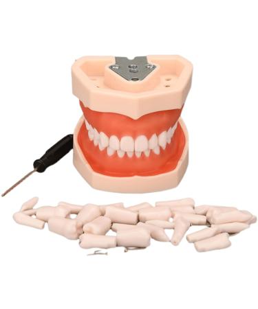 Dental teeth model demonstration model teeth teaching model tooth model with soft gums and removable teeth dental model for dentist communicates with patients B-28 (standard) +28 (spare) - Buy Online on GoSupps.com
