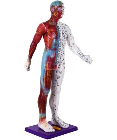 Male Human Body Model with Muscles for Pressure Acupuncture and meridians - Buy Online on GoSupps.com