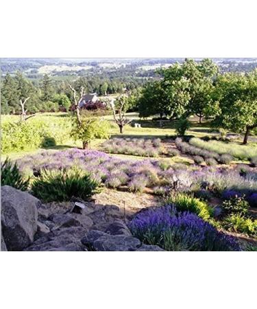 Victoria's Lavender Pillow and Linen Spray Lavender Essential Oil - Lavender Spray Pillow Spray Pillow Mist Spray Handmade in Oregon Pack of 2 16 oz Total Lavender 8 Fl Oz (Pack of 2) - Buy Online on GoSupps.com