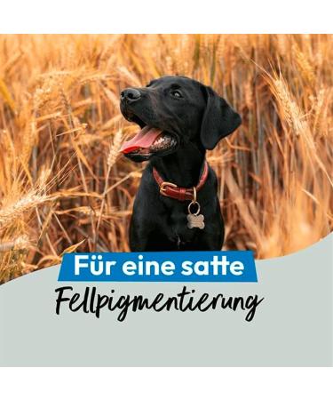 GRAU The Original 100% Pure Seaweed Flour For Coat Pigmentation For A Dense And Shiny Coat Pack Of 1 (1 x 400 g) Food Supplement For Dogs And Cats - Buy Online on GoSupps.com