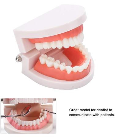 Standard Tooth Model - 28 Pieces for Adults & Kids | Dentures Artificial Teeth Educational Display - Buy Online on GoSupps.com