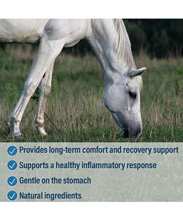 Bute-Less Comfort & Recovery Supplement Pellets | 80 Day Supply for Horses - Buy Online on GoSupps.com