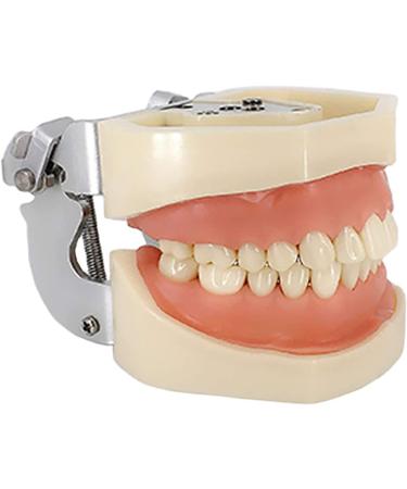 ZCBYBT Dental Preparation Model - 28 Replaceable Oral Practice Teeth & Soft Gums | International Shipping Available - Buy Online on GoSupps.com