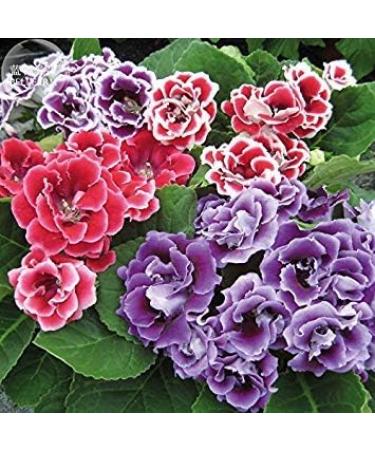 2018 Gloxinia F1 Double Brocade Mixed Seeds Professional Service Pack 5 Seeds Pelleted Double Petals TS319T - Buy Online on GoSupps.com