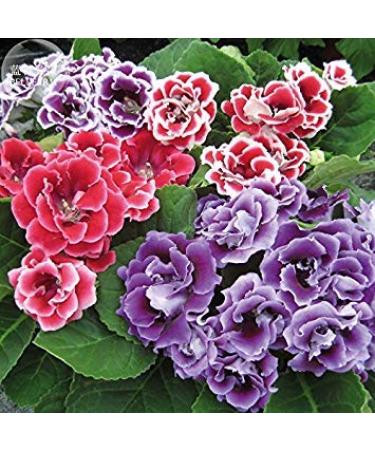 2018 Gloxinia F1 Double Brocade Mixed Seeds Professional Service Pack 5 Seeds Pelleted Double Petals TS319T