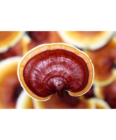 CEO Caf - Brazilian Arabica Coffee Enriched with Yung Kien Ganoderma Mushroom and Coconut Oil - Made with Natural Cane Sugar - Buy Online on GoSupps.com