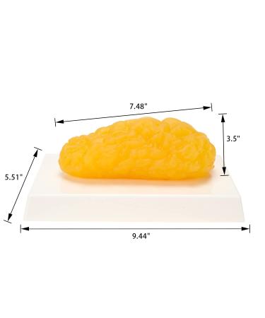 XKiss Human Fat Model Replica - 1 lb Reminder for Weight Management & Nutritionists - Buy Online on GoSupps.com