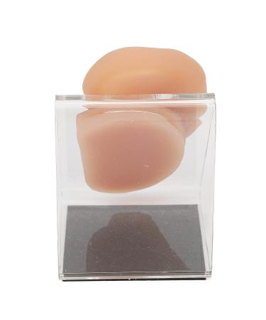 Silicone Human Ear Model with Display Stand - Acupuncture & Piercing Practice Tool - Buy Online on GoSupps.com