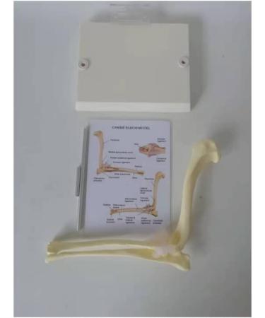 Dog Canine Elbow Joint Model Educational Model Dog Elbow Joint Model Dog Elbow Joint for Veterinary Study Teaching - Buy Online on GoSupps.com