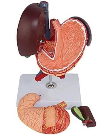 6 Parts Liver Gallbladder Pancreas Spleen Stomach Pancreas Gallbladder Human Life Size Liver Pancreas and Duodenum Simulation Model Anatomy Type - Buy Online on GoSupps.com