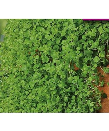 Mini Mint Corsican Mint - Buy Online on GoSupps.com