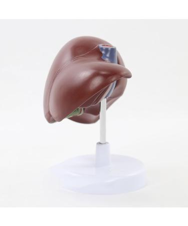 Human Liver Simulation Model 3D Human Liver Digestive Pathology Liver Medical Anatomy PVC Plastic Natural Size Medical Training Aids Medical Education - Buy Online on GoSupps.com