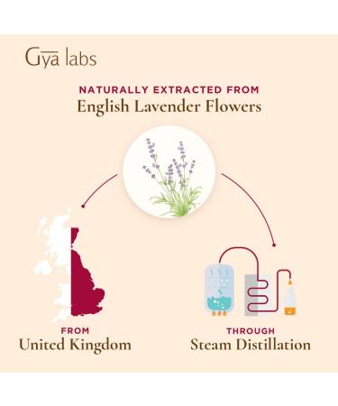 Gya Labs English Lavender Essential Oil 10ml - Floral & Herbaceous Scent - 0.34 Fl Oz (Pack of 1) - Buy Online on GoSupps.com