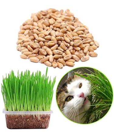 Portal Cool Seeds 150G Cat Organische Oat Grass Daily Replacement Gastrointestinal Gezondheid Verpleging Aids - Buy Online on GoSupps.com
