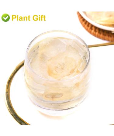 Buy Semen Oroxyli 40g - Jade Butterfly Tea (Oroxylum Indicum) | Herbal Chinese Health Tea | International Shipping - Buy Online on GoSupps.com