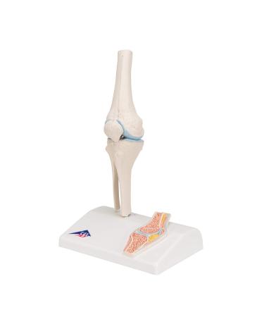 Buy 3B Scientific A85/1 Mini Knee Joint | Cross Section Bone Model | International Shipping | 3B Smart Anatomy - Buy Online on GoSupps.com