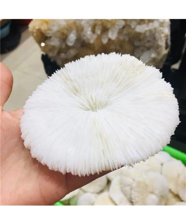 Energy Stone 10cm Natural Mineral White Mushroom Landscape Layout with Natural Embellishment sea Home Wedding Decoration