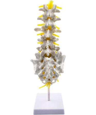 Human Spine Model - 1:1 Life Size Life Size Lumbar Spine Anatomical Model Lumbar Spine Model with Sacrum and Spinal Nerves for Osteopath Office and Student Study - Buy Online on GoSupps.com