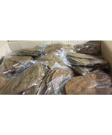 garnelenshop24de 30 St ck Seemandelbaumbl tter 15-20cmBLITZVERSAND im Karton Seemandellaub Catappa Leaves Original Markenware von SMSF-Indonesia - Buy Online on GoSupps.com