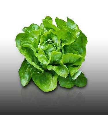 500 Seeds to sow Le Grenier d Abondance Appia Butter Lettuce Lactuca Sativa - Buy Online on GoSupps.com