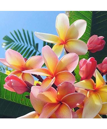 Pure Fiji Spa Gifts for Him & Her - Luxury Body Gift Box with Sugar Scrub Bath Oil Body Butter & Lotion | Frangipani Scent - Buy Online on GoSupps.com