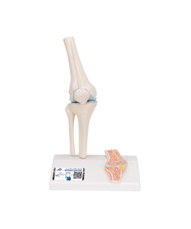 3B Scientific A85/1 Mini Knee Joint w/ cross sec of bone on base - 3B Smart Anatomy