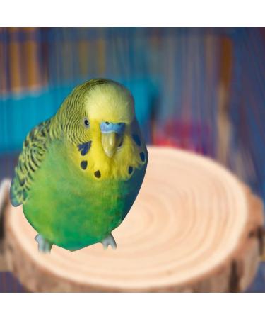 Round Wooden Springboard Parrot Perch Stand Toy - Small Parakeets, Cockatiels, Hamster (6cm) - Buy Online on GoSupps.com