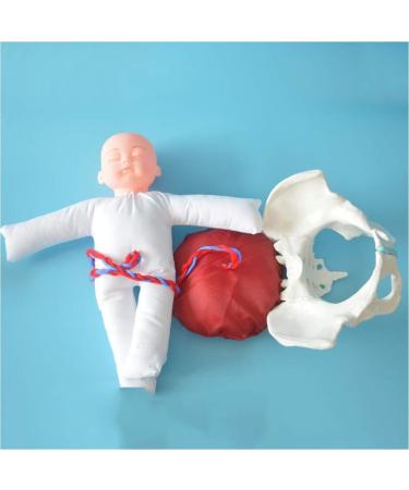 Slrmkk Female Pelvic Model for Birth Screening - Realistic Baby Pool & Removable Placenta Cord - Ideal Educational Tool for Anatomical Studies - Buy Online on GoSupps.com