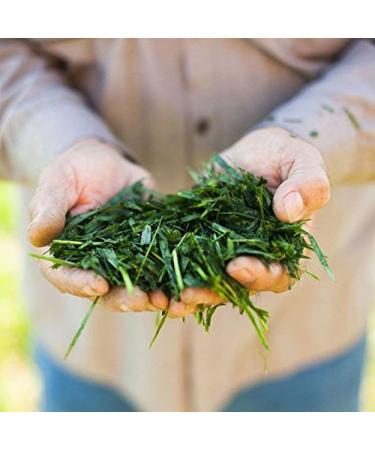 Buy Amazing Grass Organic Wheat Grass Powder 8.5 oz | Nutrient-Rich Superfood - Buy Online on GoSupps.com