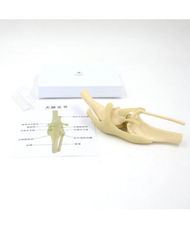 Anatomical Model Knee Joint Model Articulation of The Dog Knee with Flexible Ligaments for The Veterinary Medical Office for Pets of The - Buy Online on GoSupps.com