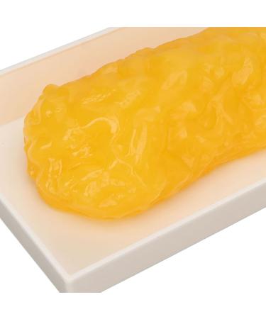 Fat Replica 1 Lb Real Soft Touch Fat Model A True Replica of Human Fatty Tissue for Anatomy Physiology Science Technology Students Nutritionists Doctor Dietitians - Buy Online on GoSupps.com