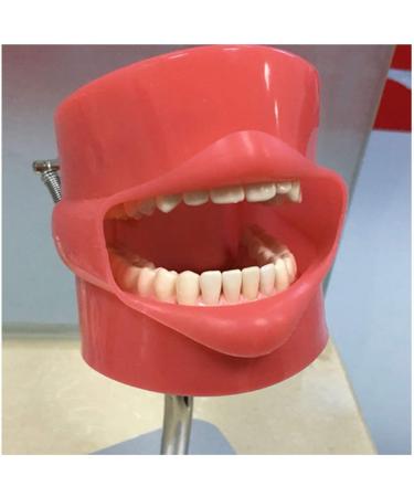 DYTAH Teeth Model - Dental Stomatology Training Head for Oral Hygiene | Healthcare Dentist Mold - Buy Online on GoSupps.com