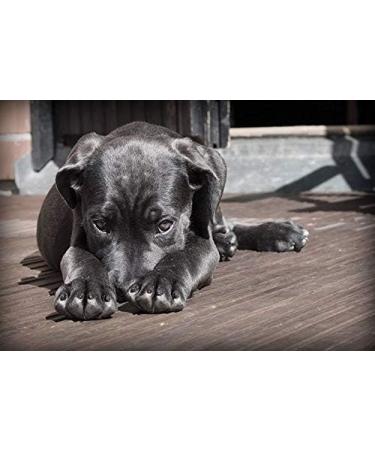  Emmanuel DeCasteloi Black Liquid Soap with Linseed Oil Prestige Selection Household Natural No Rinse Ecological Biodegradable No Palm Oil Solvent or Preservative 5 L Made in France - Buy Online on GoSupps.com