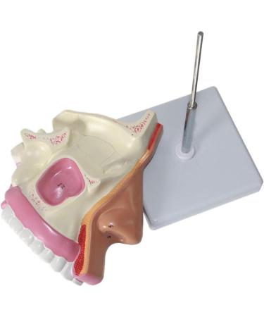 Nasal Cavity Model - Nose Anatomical Model - for Medical Research Doctor Patient - Buy Online on GoSupps.com