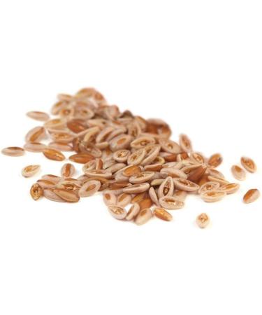 Organic Psyllium Powder | 30 Servings | 210g - Natural Fiber Supplement for Digestive Health - Buy Online on GoSupps.com