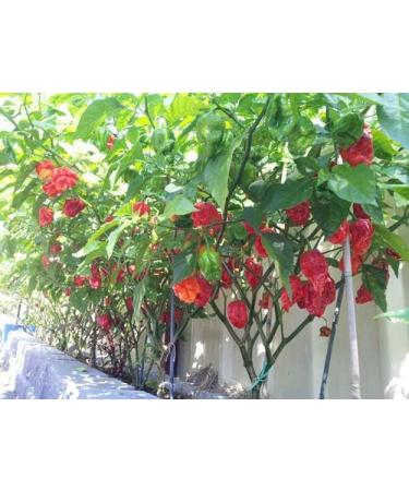 Trinidad Scorpion Butch T Chili - Nuclear Blast Inside Mouth! - 10g - Buy Online on GoSupps.com