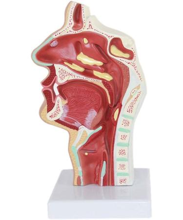 Nasopharynx Pathological Display Model Nasal Cavity Oral Cavity Pharynx Larynx Model - Buy Online on GoSupps.com