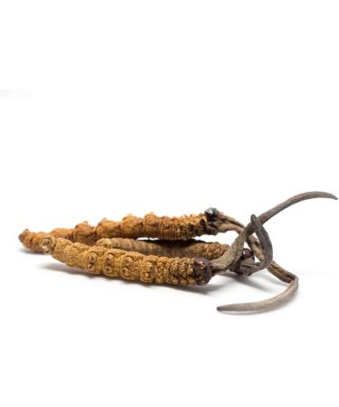 Buy Organic Cordyceps Powder for Animals - Wohlrab Quality - 300g | Microfinely Ground Cordyceps Sinensis - International Shipping - Buy Online on GoSupps.com