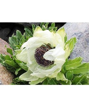 Portal Cool 5 Saussurea involucrata Seeds Hardy Tulip Flower Fritillaria Bulb Gladiolus Plants