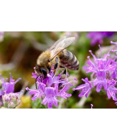 Premium Genuine Moroccan Thyme Raw Honey - 175g - 100% Pure - Collected in Morocco - Of the finest quality a great variety of delicious flavours. - Buy Online on GoSupps.com