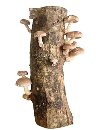12" Shiitake Mushroom Log, Edible Mushrooms. Mushroom Farmer