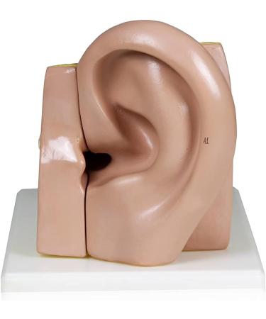 Ear Anatomical Model 4X Ear 11"X 7"X 7" Shows External Middle and Inner Ear Parts Including Templar Bone Section Ear Canal Labyrinth Drum - Buy Online on GoSupps.com