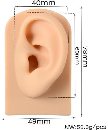 Buy KTROK Silicone Acupuncture Ear Model Set - Reusable Artificial Ear Simulation for Science Lessons & Anatomy Studies Online - Buy Online on GoSupps.com