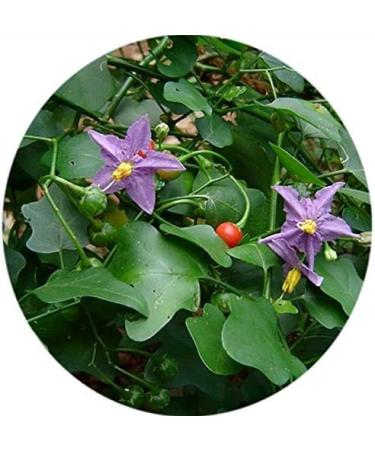 NENA Thuthuvalai Powder | Thai Nightshade | Kantakaari 100gm - Buy Online on GoSupps.com