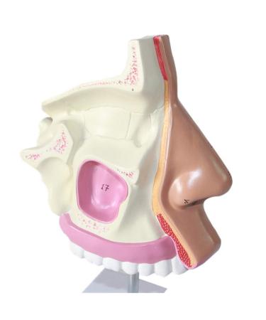 Nasal Cavity Model - Nose Anatomical Model - for Medical Research Doctor Patient