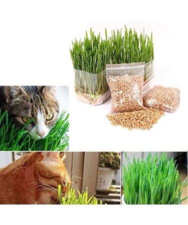 Portal Cool Seeds 150G Cat Organische Oat Grass Daily Replacement Gastrointestinal Gezondheid Verpleging Aids - Buy Online on GoSupps.com