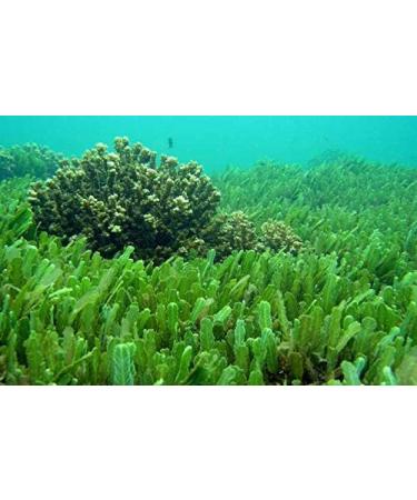 bodi : Chlorella Broken Cell Powder | 4oz to 5lb | 100% Pure Natural Chemical Free (1 lb) 16 Ounce (Pack of 1) - Buy Online on GoSupps.com