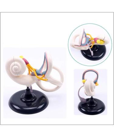 Ear Internal Structural Model - Medicine Anatomical Ear Internal Structural Model Human Organs Model - for Studying Teaching Medical Model - Buy Online on GoSupps.com